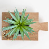 Kurrajong Farmhouse Wood pedestal stand | Planter stand | Wood pedestal board for plants | Wood riser board for home decor | Mango Wood pedestal display stand for plants Kurrajong Farmhouse