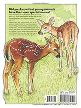 Baby Animals Coloring Book (Dover Coloring Books) Dover Publications