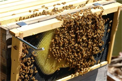 Honey Lake Deep Beehive Frames and Foundations Kit, 10 Pack Brood Wooden Frames and Natural Beeswax Dipped Plastic Foundation for Beekeeping (Black) Honey Lake