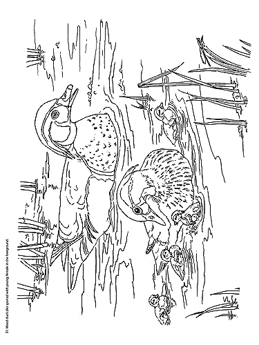 Adult Coloring Beautiful Birds Coloring Book (Adult Coloring Books: Animals) Dover Publications