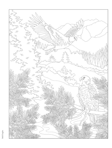Creative Haven Forest & Woodland Wildlife Coloring Book (Adult Coloring Books: Animals) WoodArtSupply