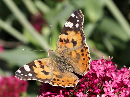 Insect Lore Raise and Release Butterfly Garden Kit – Caterpillar Habitat with redeemable Voucher – STEM-accredited Live Butterfly Growing Kit for Kids, Classrooms, and Homeschool Learning Insect Lore