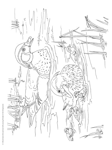 Adult Coloring Beautiful Birds Coloring Book (Adult Coloring Books: Animals) Dover Publications