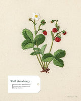 Embroidering Plants and Flowers for Beginners: 33 Plants to Stitch (Landauer) Ready-to-Use Embroidery Patterns Inspired by Nature, with Diagrams, Photos, a Stitch Guide, and Thread Suggestions Fox Chapel Publishing