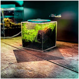 Tiny Terrarium Kit 4x4 Inch – DIY BioActive Starter Kit with Live Tropical Plants, Halo LED Grow Light, Soil, Drainage, 25 Dwarf White Isopods, and 25 Fire-Orange Springtails Creation Cultivated