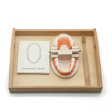 MEROCO Montessori Practical Life Brushing Teeth Model and Cards Montessori Homeschool Learning Preschool Toys for Toddlers MEROCO