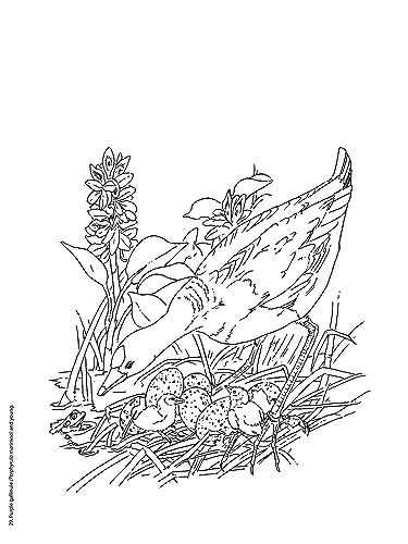 Adult Coloring Beautiful Birds Coloring Book (Adult Coloring Books: Animals) Dover Publications