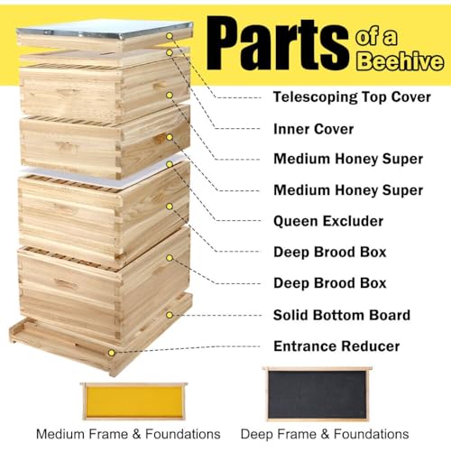 BeeCastle 10-Frame Complete Bee Hives and Supplies Starter Kit, Beehives for Beginners with Beehive Frames and Waxed Foundations (2 Deep Bee Boxes & 2 Medium Super Bee Boxes) BeeCastle