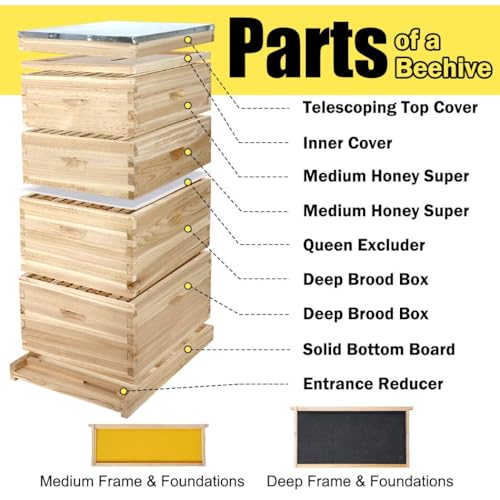 BeeCastle 10-Frame Complete Bee Hives and Supplies Starter Kit, Beehives for Beginners with Beehive Frames and Waxed Foundations (2 Deep Bee Boxes & 2 Medium Super Bee Boxes)