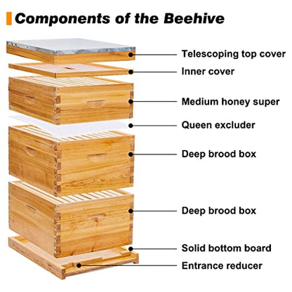 POLLIBEE 10 Frame Bee Hive, Beeswax Coated Beehive Include 2 Deep Bee Boxes and 1 Medium Bee Box with Beehive Frames and Foundation. - WoodArtSupply