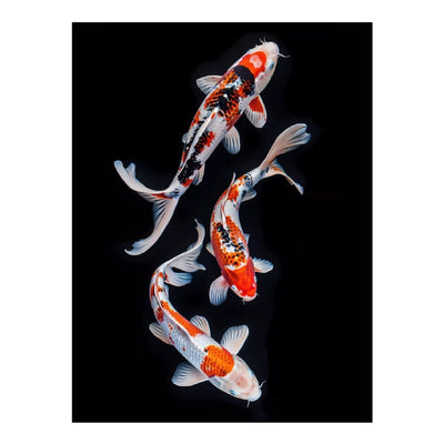 Diamond Art Kit for Adults, Tricolor Koi Fish Trio Diamond Painting for Adults Beginners, 5D DIY Diamond Art Painting Kits Craft for Home Wall Decor 12x16 Inch No Frame
