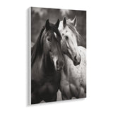 TKJMCSW Black and White Horses Paint by Numbers Kit for Adults Beginners Adult Paint by Number Kits on Canvas DIY Acrylic Oil Paints Paintwork with Paintbrushes for Gift Home Wall Decor 12x16inch TKJMCSW