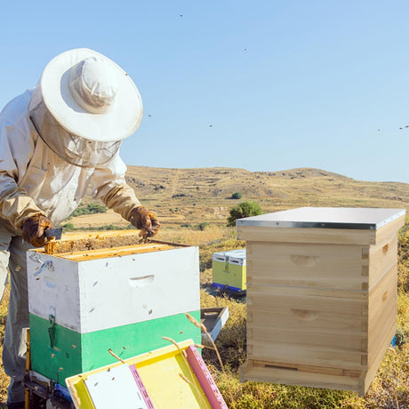 BEEINN 10 Frame Bee Hive, Compelte Bee Hive Starter Kit Includes 1 Deep Brood Honey Bee Hives Box, 1 Medium Super Bee Box with Beehive Frames and Foundation Sheets BEEINN