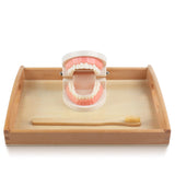 MEROCO Montessori Practical Life Brushing Teeth Model and Cards Montessori Homeschool Learning Preschool Toys for Toddlers MEROCO