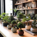 Bonsai Starter Kit – Growing Jacaranda Bonzai Tree from Seeds | Complete Indoor Tree Kit for Growing Plants with Tools & Planter – Gardening Gifts for Mother, Women & Men AVERGO