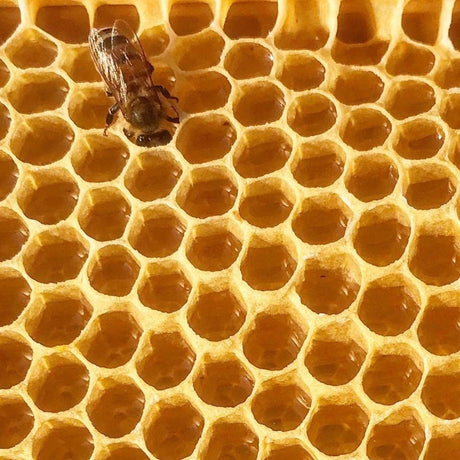 Stakich Yellow Beeswax Block - Natural, Triple Filtered - 1 Pound, Honey Scent Stakich