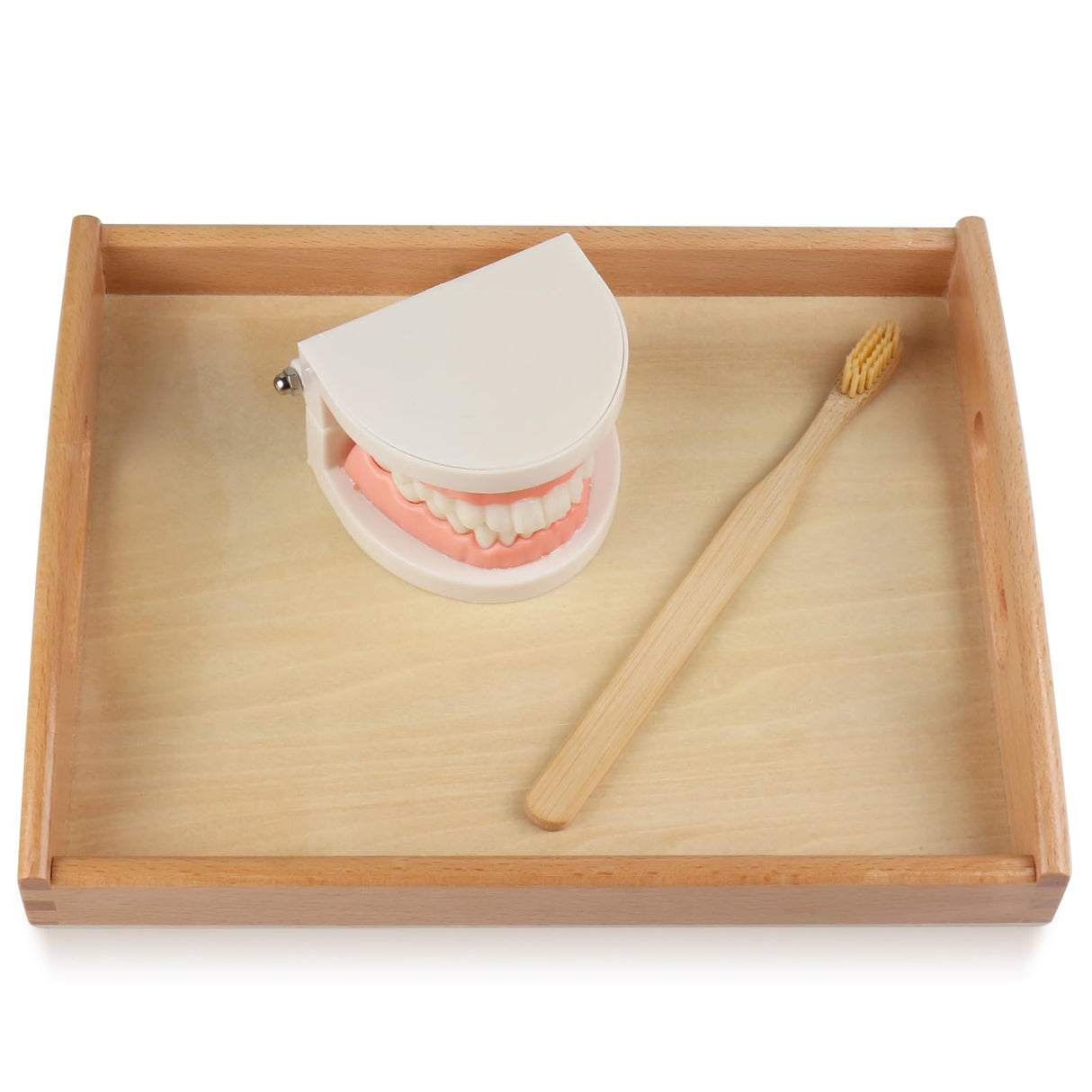 MEROCO Montessori Practical Life Brushing Teeth Model and Cards Montessori Homeschool Learning Preschool Toys for Toddlers MEROCO