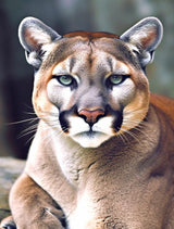 Diamond Art Painting Wildlife Animal Lion Big Cat Kit for Adults Full Round Drill Diamond Art Painting by Number Kits Gem Art Wall Home Decor(11.8 x15.8inch) WoodArtSupply