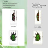 12 Pcs Insect Resin Specimen, Real Bugs Kit for Kids Science Toy Biology Education Insect Collection Resin Specimen Gift Home Decoration TINGLAN