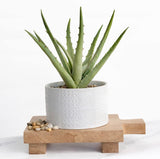 Kurrajong Farmhouse Wood pedestal stand | Planter stand | Wood pedestal board for plants | Wood riser board for home decor | Mango Wood pedestal display stand for plants Kurrajong Farmhouse