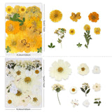 Buzidao Dried Pressed Flowers, 80Pcs Real Natural Pressed Flowers for Resin Nail Art Scrapbooking Candle Jewelry Making Real Bulk Dried Pressed Flowers Resin Supplies Kit (Multi Color-5) Buzidao