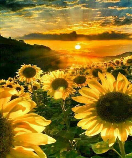 DIY 5D Diamond Painting Kits for Adults Full Drill Embroidery Paintings Rhinestone Pasted DIY Painting Arts Craft for Home Wall Decor（Sunflower in The Sunset） Kemladio