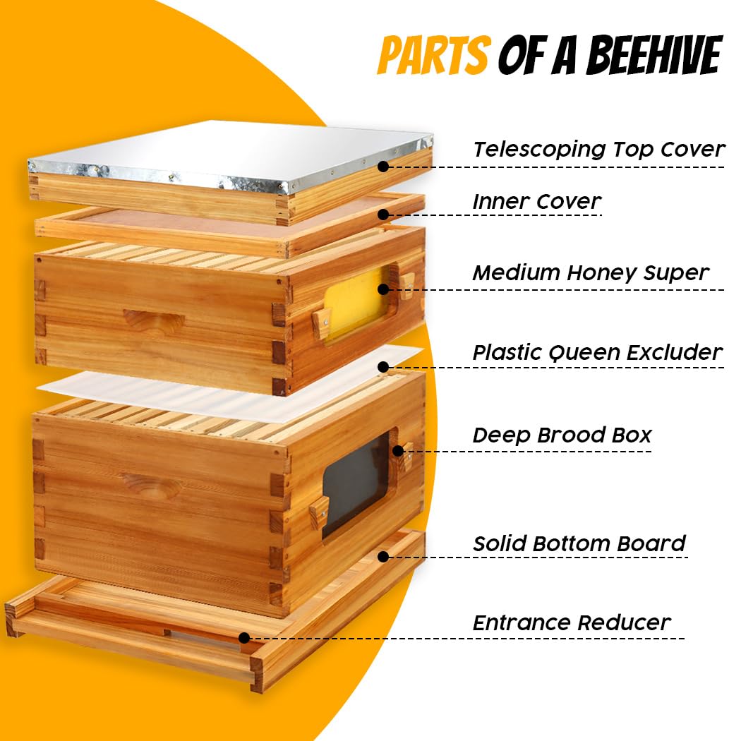 Honey Lake 10 Frame Bee Hive, Langstroth Complete Beehive Kit with Windows Dipped in 100% Beeswax with Beehive Frames and Waxed Foundations (1 Deep Brood Bee Hive Box & 1 Medium Super Bee Box) Honey Lake