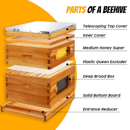 Honey Lake 10 Frame Bee Hive, Langstroth Complete Beehive Kit with Windows Dipped in 100% Beeswax with Beehive Frames and Waxed Foundations (1 Deep Brood Bee Hive Box & 1 Medium Super Bee Box - WoodArtSupply