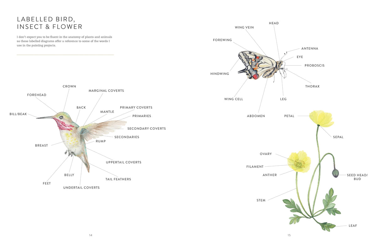Birds, Bees & Blossoms: A Step-by-step Guide to Botanical and Animal Watercolour Painting Ilex Press