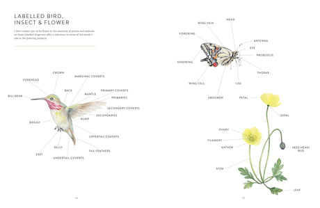 Birds, Bees & Blossoms: A Step-by-step Guide to Botanical and Animal Watercolour Painting Ilex Press