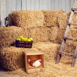 Rugged Range Products Studio 12 x 12 x 12 Inch Flat Wooden Single Compartment Chicken Coop Interior Poultry Bird Egg Animal Nesting Box Roosting Cubby Rugged Ranch
