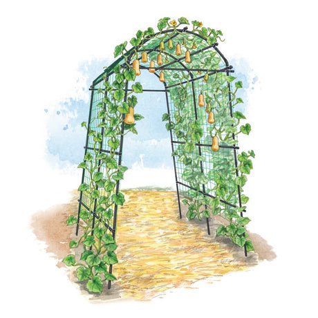 Gardener’s Supply Company Extra Tall Garden Arch Arbor | 80 Inch Tall Titan Squash Tunnel | Lightweight Metal, Trellis Plant Stand for Climbing Vines | Outdoor Lawn Tower & Support Structure Gardener's Supply Company