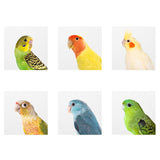 Hiceeden 2 Pack Parakeet Nest Box, Natural Wood Bird Nesting Box, Small Bird House Breeding Box for Budgie Lovebirds, Cockatiel, Parrots Mating, Aviary, 7.7×4.7×4.7 Inches Hiceeden