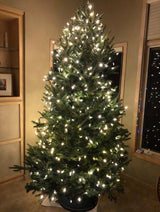 Rocky Mountain Goods Christmas Tree Stand for Live Tree with Water - Up to 8 Foot Tree - 5 Secure Eye Bolts - Steel Spike for Stability - Easy Watering for 2 Gallons - Install Real Tree in Minutes Rocky Mountain Goods