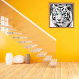 Bimkole 5D Diamond Painting Kits Blue-Eyed White Tiger, Full Drill Animals DIY Rhinestone Embroidery Set Paint with Diamonds Art by Number Kits Cross Stitch Home Wall Craft Decoration 12X12 inch Bimkole