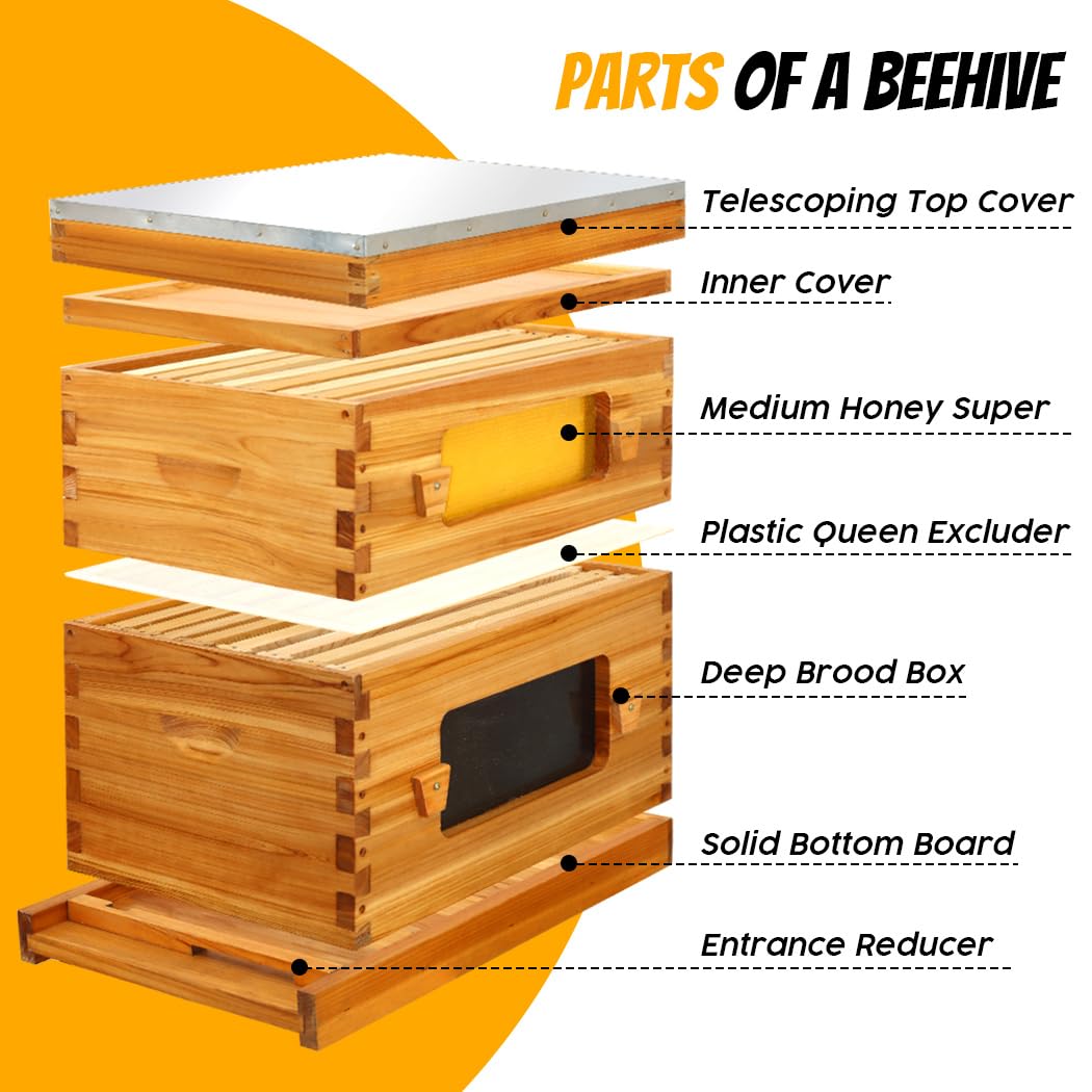 Honey Lake Bee Hive with Windows, 8 Frame Langstroth Complete Beehive Starter Kit Dipped in 100% Beeswax with Beehive Frames and Waxed Foundations (1 Deep Brood Bee Hive Box & 1 Medium Super Bee Box) Honey Lake