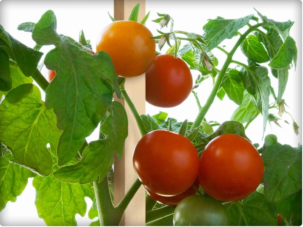 Greenes Fence 3 Ft. Wooden Garden and Sign Post Stakes (25-Pack) Greenes Fence