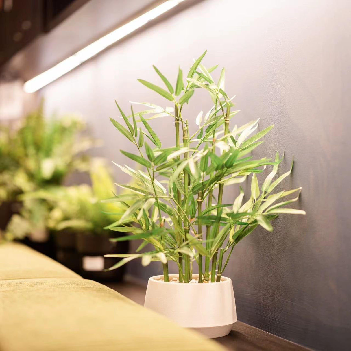 365 Blooming Decor 18 inch Tall White Potted Faux Bamboo Plant- Luxury Artificial Bamboo Tree in White Pot for Home, Office, Kitchen, Counter Top, Indoor Decor, Money Tree, Lucky Bamboo Tree. 365 BLOOMING DECOR INC.