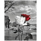 Romantic Rose Paint by Numbers Kit for Adults - DIY Red White Roses on Black and White Background Painting on Canvas 16x20 Inches, Acrylic Paint Set,Suitable for Beginners,Art for Decoration TAOPAOLAB