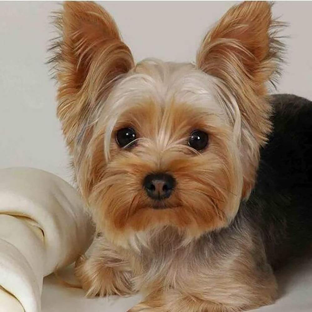 Puraikcmi 5D DIY Diamond Art Painting Yorkie Yorkshire Terrier Dog 16X16 inches Full Round Drill Rhinestone Embroidery for Wall Decoration Puraikcmi