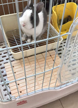 Litewoo Rabbit Scratch Board Claws and Teeth Care Wooden Chew Toys Bunny Chinchilla Guinea Pig Rabbit Antiskid Edible Natural Wood Pad Litewoo