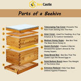 BeeCastle 10-Frame Langstroth Beehive, Beeswaxed Coated Bee Hive Starter Kit for Beekeeping Beginners with Beehive Frame and Waxed Foundation (1 Deep Beehive Box & 1 Medium Beehive Box) BeeCastle