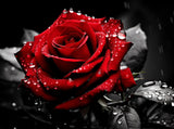 Generic Black and White Red Rose 5D Diamond Art Painting for Adults Full Drill Round Diamond Paint by Number Kits for Beginners Gems Cross Stitch for Wall Decor 11.8x15.8inch(3) Generic