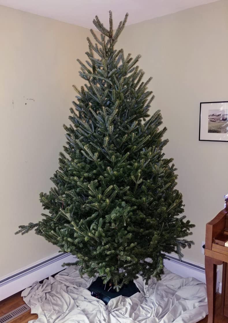 Rocky Mountain Goods Christmas Tree Stand for Live Tree with Water - Up to 8 Foot Tree - 5 Secure Eye Bolts - Steel Spike for Stability - Easy Watering for 2 Gallons - Install Real Tree in Minutes Rocky Mountain Goods