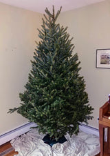 Rocky Mountain Goods Christmas Tree Stand for Live Tree with Water - Up to 8 Foot Tree - 5 Secure Eye Bolts - Steel Spike for Stability - Easy Watering for 2 Gallons - Install Real Tree in Minutes Rocky Mountain Goods