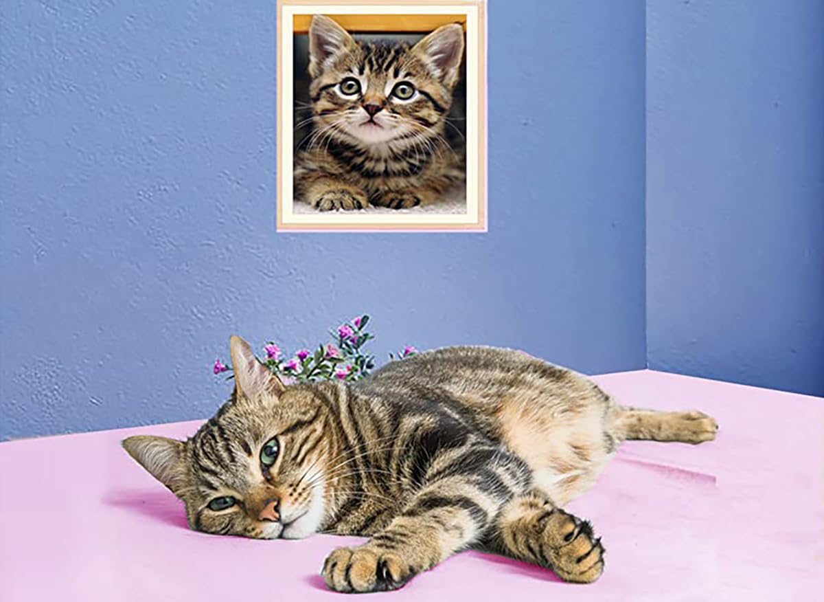Diamond Art Cat Diamond Art Painting Kit for Adults Tabby Cat for Home Wall Decor,12"×16" Apomelo