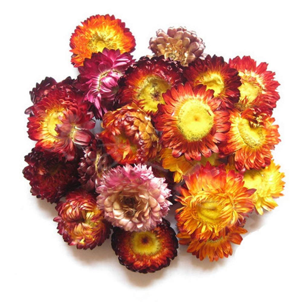 TooGet Fragrant Dried Flowers and Herbs Accessories Decorations 9 Bags Set Dry Flowers for Soap Bath Bombs Making and Dried Flower Crafts TooGet