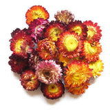 TooGet Fragrant Dried Flowers and Herbs Accessories Decorations 9 Bags Set Dry Flowers for Soap Bath Bombs Making and Dried Flower Crafts TooGet