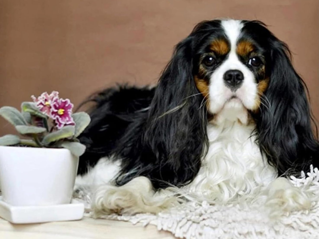 5D DIY Diamond Painting Kits, Cavalier King Charles Spaniel Dog Diamond Art Full Round Drill Crystal Rhinestone Embroidery Pictures Arts Diamond Painting Kits for Wall Decor Gift 30x40cm/12x16inch UPABLUNSO