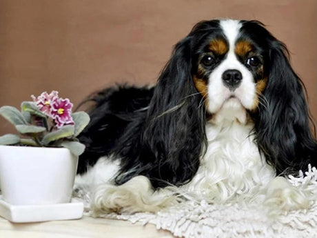 5D DIY Diamond Painting Kits, Cavalier King Charles Spaniel Dog Diamond Art Full Round Drill Crystal Rhinestone Embroidery Pictures Arts Diamond Painting Kits for Wall Decor Gift 30x40cm/12x16inch UPABLUNSO